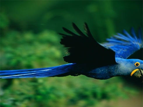 Sự thật thú vị về Pantanal, vùng nước ngập mặn lớn nhất thế giới ảnh 7