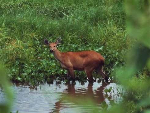 Sự thật thú vị về Pantanal, vùng nước ngập mặn lớn nhất thế giới ảnh 5