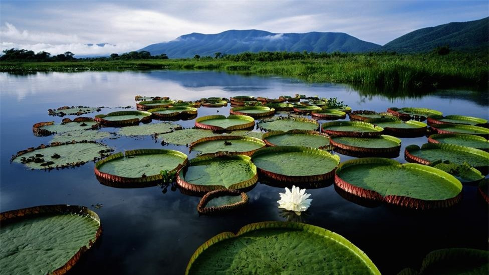 Sự thật thú vị về Pantanal, vùng nước ngập mặn lớn nhất thế giới ảnh 2