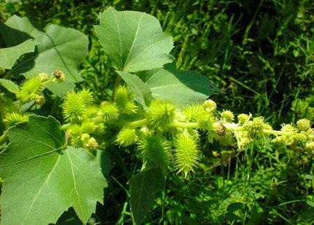 Quả dại mọc đầy ở Việt Nam, Trung Quốc chế thành thảo dược đắt đỏ Qua dai moc day o Viet Nam, Trung Quoc che thanh thao duoc dat do