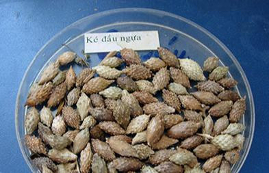 Thương Nhĩ Tử là bộ phận quả đã được phơi hoặc sấy khô của cây Thương nhĩ. 