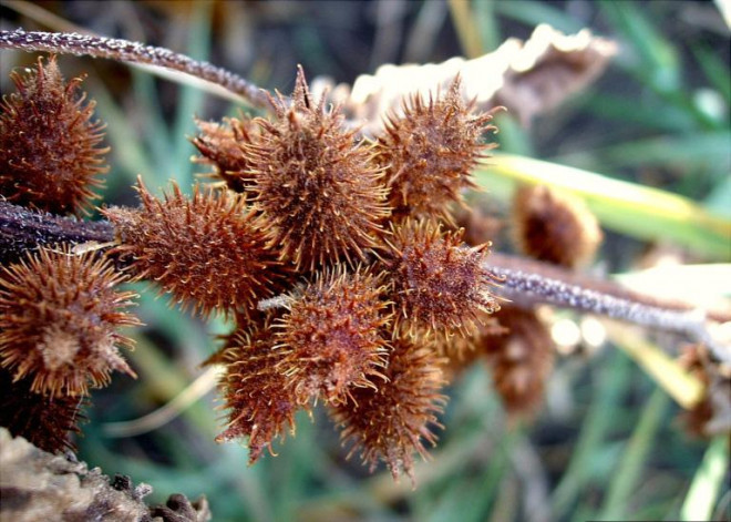 Chúng còn có thể được dùng làm thuốc, có tác dụng trong phòng chống dị ứng, chống viêm, chữa mụn nhọt, lở loét, mề đay, bướu cổ, đau khớp, tay chân đau co rút, đau đầu, đau họng, lỵ… Ngậm nước sắc từ quả có thể chữa đau răng, chữa nấm tóc, hắc lào…