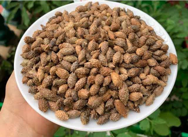 Từ xa xưa, Thương Nhĩ Tử đã được sử dụng như một vị thuốc quý trong các bài thuốc gia truyền nổi tiếng chủ trị bệnh viêm xoang, viêm mũi dị ứng. Nhiều trong số các bài thuốc này vẫn còn được lưu truyền cho tới ngày nay và được phát triển thành các phương thuốc chữa xoang hiệu quả.