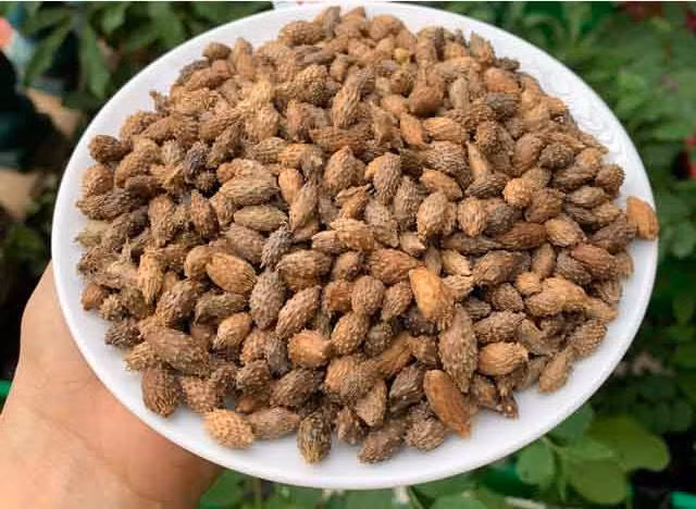 Từ xa xưa, Thương Nhĩ Tử đã được sử dụng như một vị thuốc quý trong các bài thuốc gia truyền nổi tiếng chủ trị bệnh viêm xoang, viêm mũi dị ứng. Nhiều trong số các bài thuốc này vẫn còn được lưu truyền cho tới ngày nay và được phát triển thành các phương thuốc chữa xoang hiệu quả.