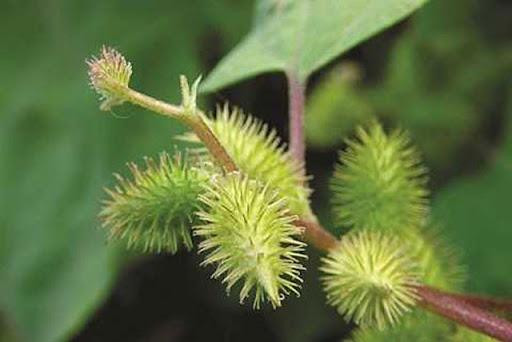 Quả Thương Nhĩ Tử chứa nhiều sesquiterpen lacton, vitamin C và glucose, Beta – sitosterol Beta – D – glucosid… có tác dụng chống viêm, kháng khuẩn đối với tụ cầu khuẩn, một số loại nấm điển hình như Candida albicans… Đây là một trong những tác nhân chính gây bệnh viêm xoang cấp và mạn tính.