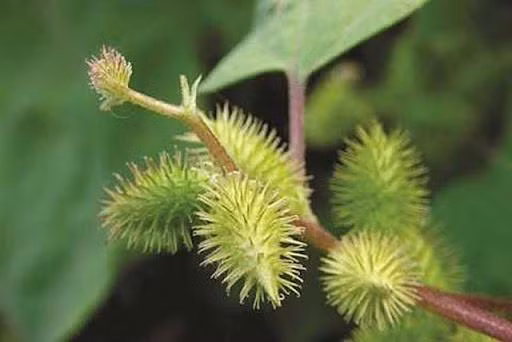 Quả Thương Nhĩ Tử chứa nhiều sesquiterpen lacton, vitamin C và glucose, Beta – sitosterol Beta – D – glucosid… có tác dụng chống viêm, kháng khuẩn đối với tụ cầu khuẩn, một số loại nấm điển hình như Candida albicans… Đây là một trong những tác nhân chính gây bệnh viêm xoang cấp và mạn tính.