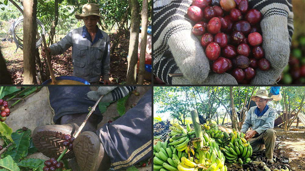 La lung lao nong cho ca phe 