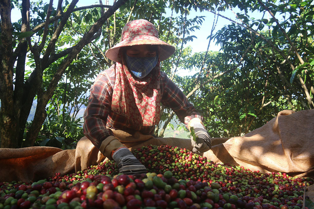 La lung lao nong cho ca phe 