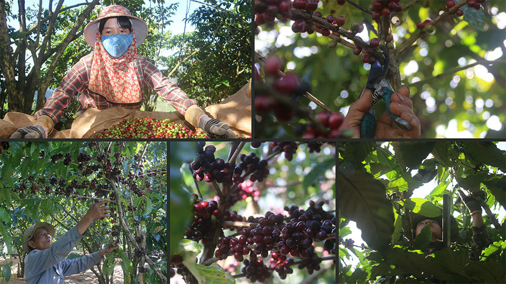 La lung lao nong cho ca phe 