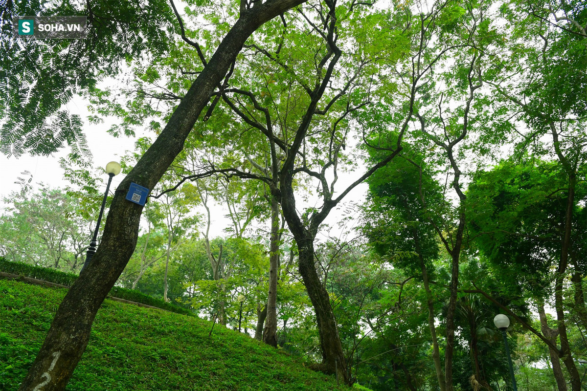 Do bị khai thác quá mức nên sưa đỏ gần như không còn trong tự nhiên. Những cây sưa đỏ tại vườn Bách Thảo không chỉ là nguồn gen quý của Hà Nội mà còn của cả nước. Hạt của chúng còn được đem về Tam Đảo (Vĩnh Phúc), Tam Điệp (Ninh Bình) để trồng