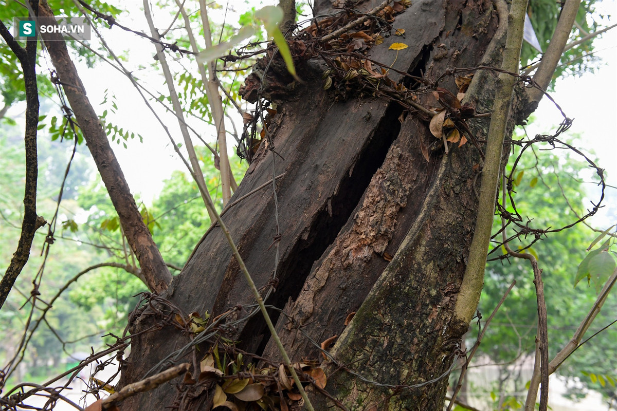 Tuy quý hiếm là vậy nhưng những cây sưa đỏ ở vườn Bách Thảo đang có dấu hiệu bị nứt, mục ruỗng hoặc bị nhiều loài cây khác ký sinh.