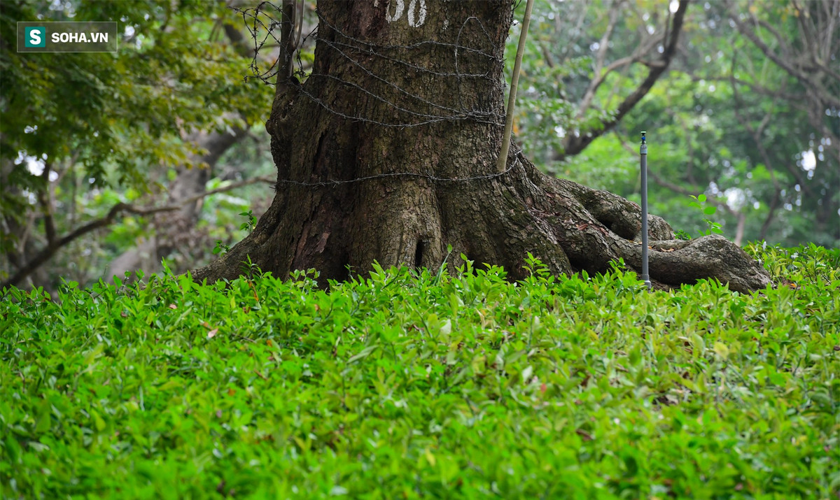 Từ khoảng 30 năm trở lại đây, giá trị của gỗ sưa đỏ tăng đột biến do người Trung Quốc săn lùng để đóng quan tài hoặc ướp xác như các vị hoàng đế trước đây. Người ta cho rằng quan tài đóng bằng gỗ sưa đỏ có khả năng giữ được xác lâu, không bị phân huỷ.