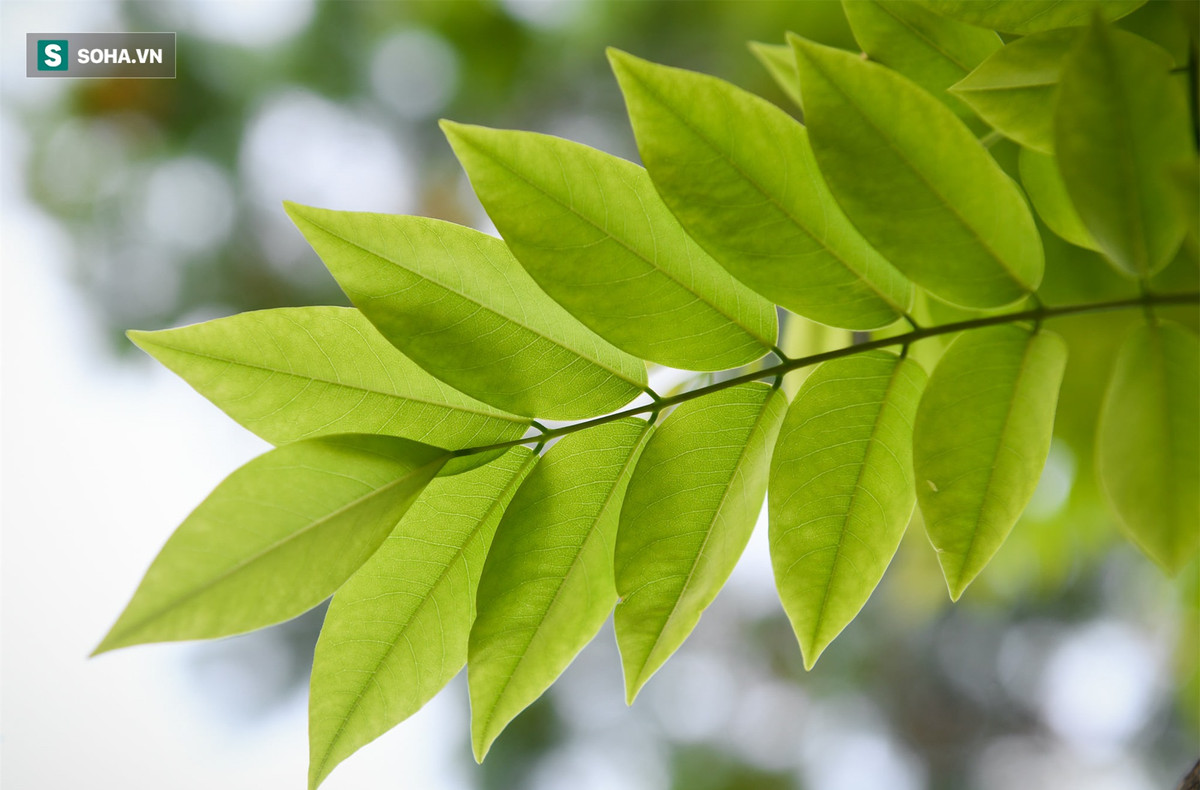 Sưa hay còn gọi trắc thối (danh pháp khoa học Dalbergia tonkinensis Prain) là loài cây thân gỗ thuộc họ đậu. Đây là cây gỗ nhỡ, rụng lá theo mùa, cao 6-12 m. Thân cây dạng hợp trục, dáng phân tán. Lá mọc cách, cấu tạo lá dạng kép lông chim lẻ. Sưa đỏ là cây ưa sáng, ưa đất sâu, dày, độ ẩm cao. Sưa chủ yếu phân bổ ở Việt Nam và được tìm thấy rải rác tại Hải Nam, Trung Quốc.