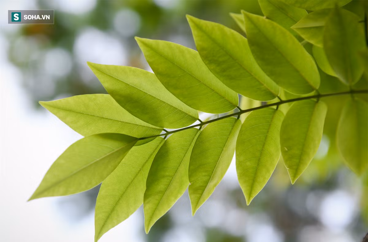 Sưa hay còn gọi trắc thối (danh pháp khoa học Dalbergia tonkinensis Prain) là loài cây thân gỗ thuộc họ đậu. Đây là cây gỗ nhỡ, rụng lá theo mùa, cao 6-12 m. Thân cây dạng hợp trục, dáng phân tán. Lá mọc cách, cấu tạo lá dạng kép lông chim lẻ. Sưa đỏ là cây ưa sáng, ưa đất sâu, dày, độ ẩm cao. Sưa chủ yếu phân bổ ở Việt Nam và được tìm thấy rải rác tại Hải Nam, Trung Quốc.