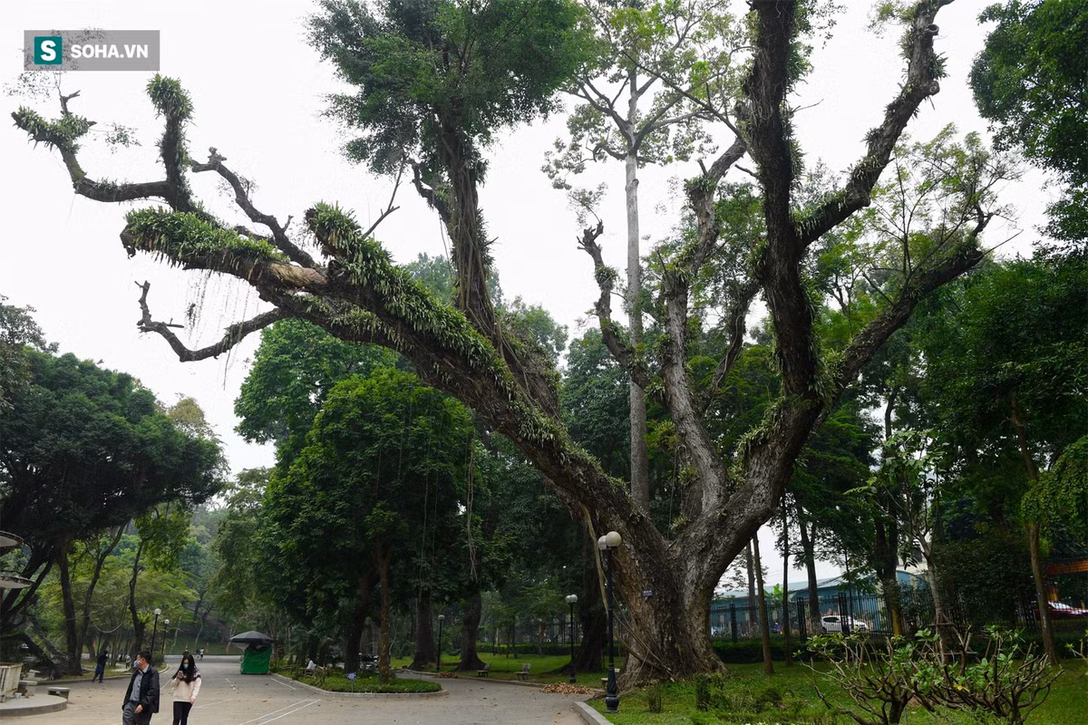 Bên cạnh sưa đỏ, vườn Bách Thảo còn nhiều cây gỗ quý, cây gỗ được sưu tầm từ nhiều nơi trên thế giới. Trong ảnh là cây muồng ngủ cực lớn, có chu vi gốc lên tới 7,75 m. 