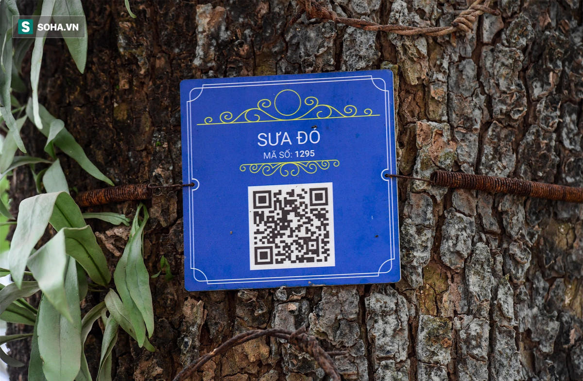 Những cây sưa đỏ được quấn dây thép gai xung quanh gốc, đánh mã số. Mỗi cây sẽ có một mã QR riêng. Khi dùng điện thoại quét mã này, chúng ta có thể biết được các thông tin cơ bản như đường kính gốc, chiều cao cây, độ rộng tán, vị trí cây.