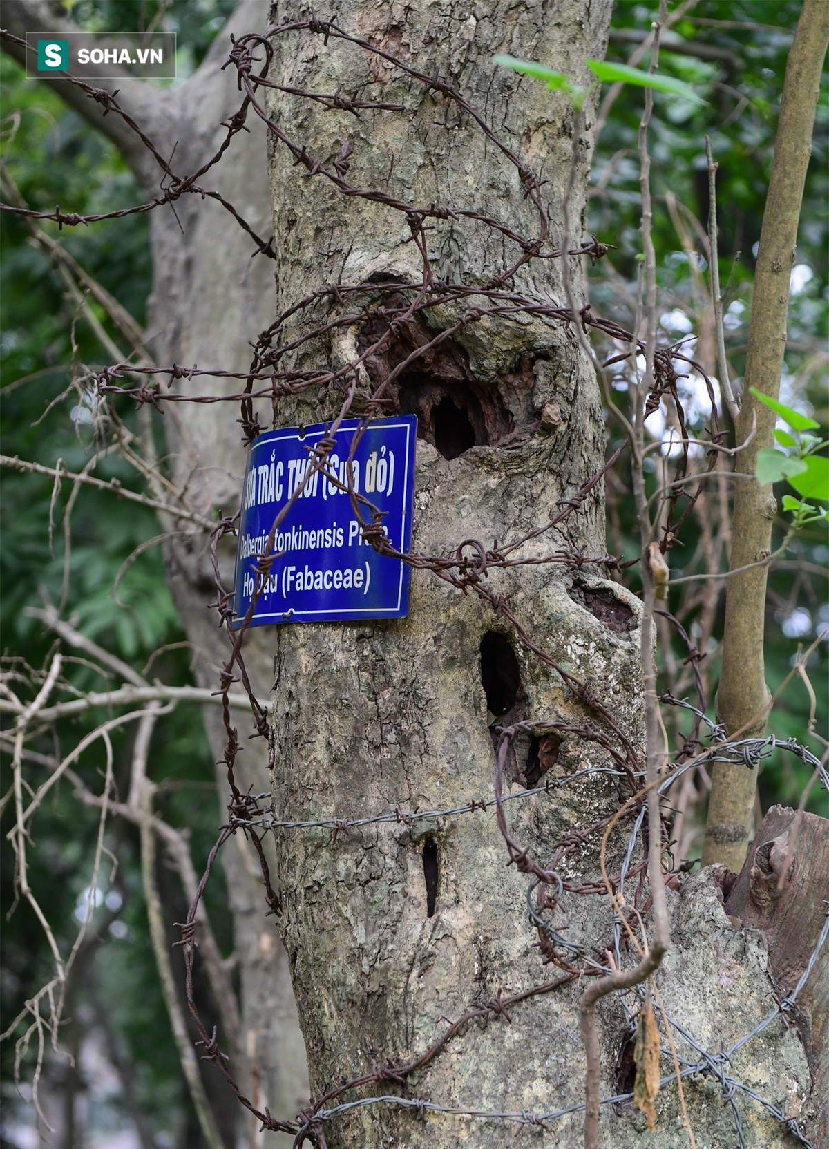 Có thời điểm giá gỗ sưa bị đội lên mức không tưởng, 20 tỷ đồng/m3. Nhiều vụ chặt trộm cây, ăn cắp gỗ sưa tại các đình, chùa đã diễn ra ở nước ta. Vì thế, các cây sưa đỏ trăm tuổi ở công viên Bách Thảo được bảo vệ nghiêm ngặt.