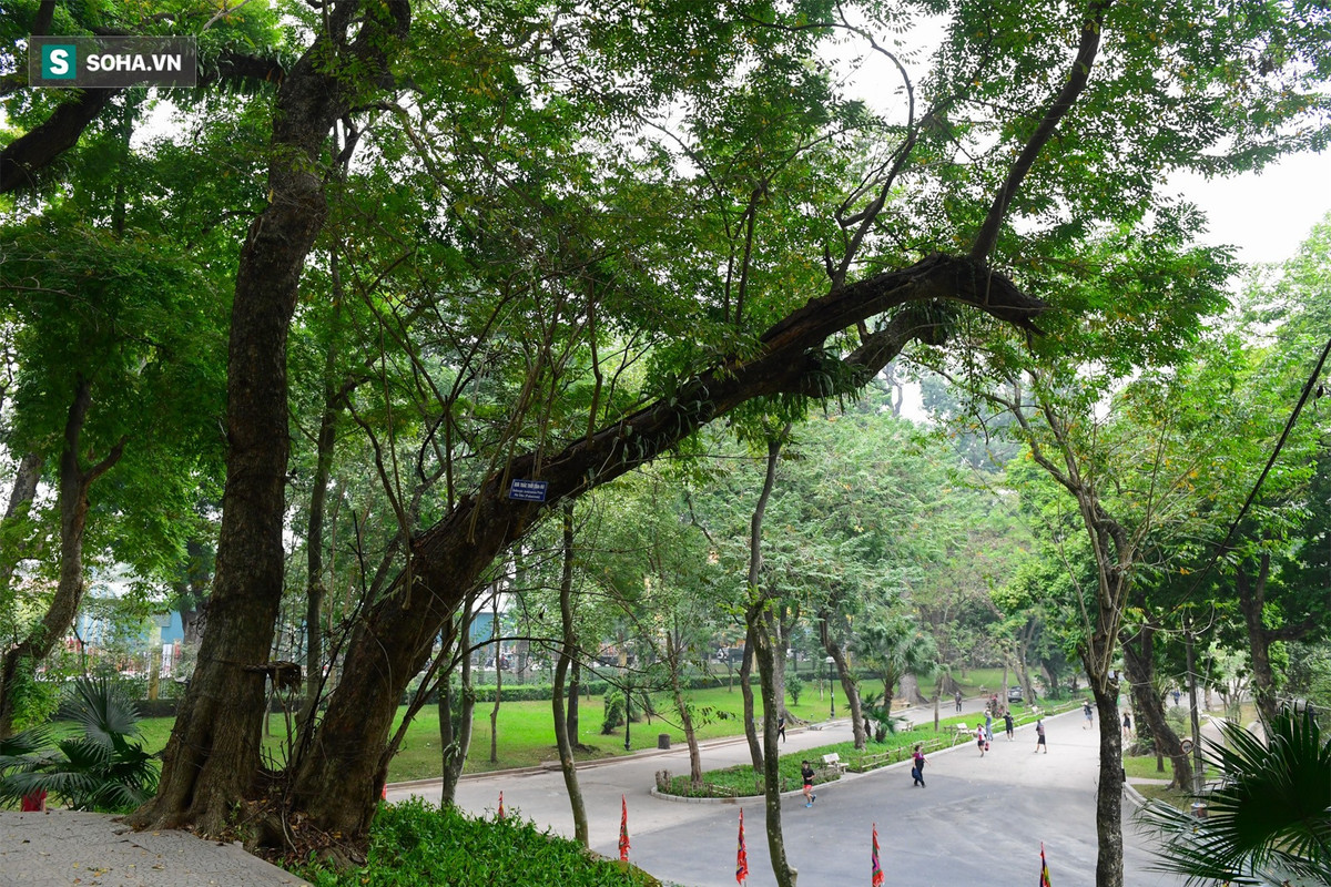 Cây sưa có đường kính lớn nhất khoảng 75 cm, nhỏ nhất 10 cm. Sưa đỏ là cây gỗ quý thuộc nhóm 1A (nghiêm cấm khai thác, sử dụng vì mục đích thương mại). Trong thời phong kiến, vua chúa thường dùng gỗ sưa đỏ để đóng đồ gỗ cao cấp bởi nó có mùi thơm nhẹ như hương trầm và có tác dụng chữa bệnh xương khớp.