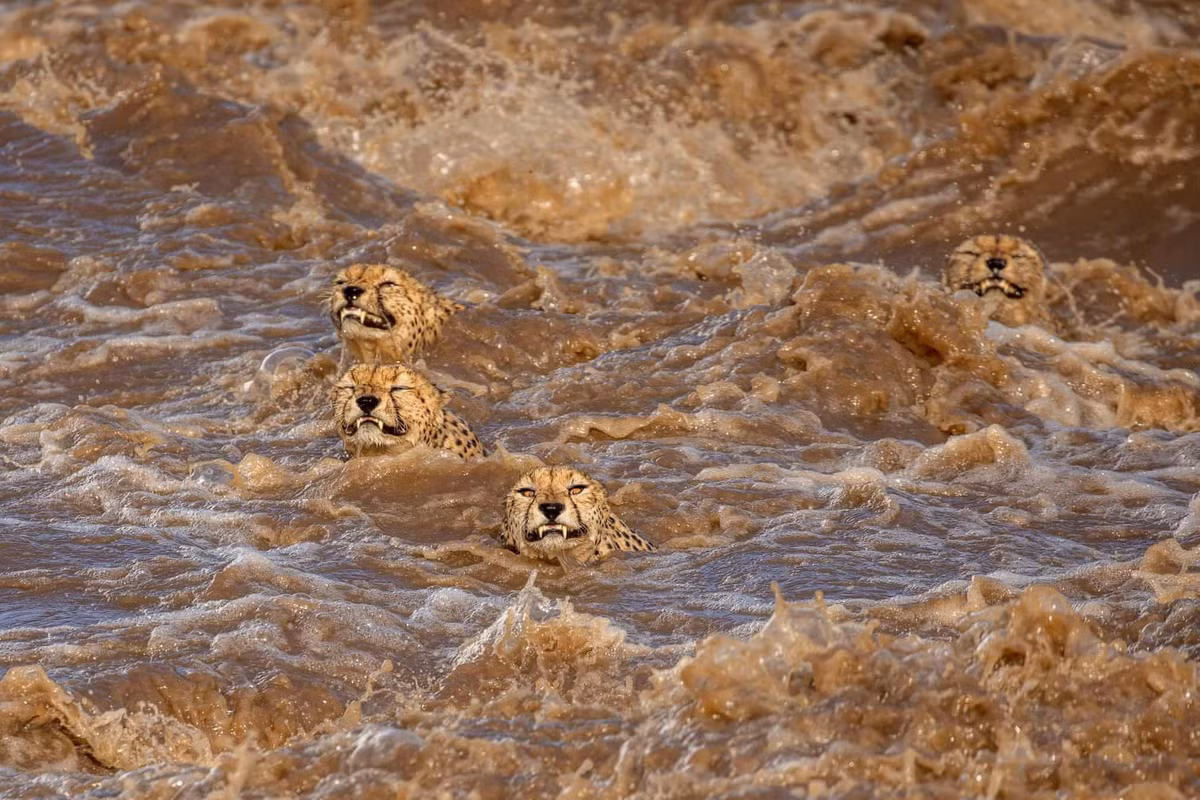 Bức ảnh này được nhiếp ảnh gia Buddhismlini de Soyza chụp ở con sông chảy xiết tại Kenya. "Trận mưa kinh hoàng ở Maasai Mara vào tháng 1/2020 khiến dòng sông thật hung dữ. 5 con báo đang tìm cách vượt qua dòng chảy đáng sợ này. Đó dường như là nhiệm vụ bất khả thi. Con đầu đàn nhìn thẳng vào tôi khi đang băng qua như thể trách móc những con người bỏ mặc nhìn chúng sắp chết", Soyza chia sẻ.