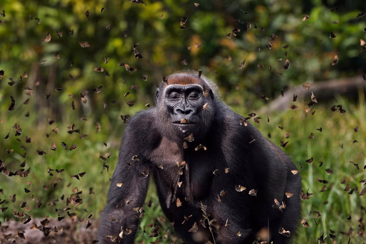 Đây là bức ảnh thắng giải cuộc thi năm 2021. Người chụp nó là Anup Shah, nhiếp ảnh gia đến từ Anh. Bức ảnh ghi lại cảnh con khỉ đột cái tên Malui đi qua "đám mây bươm bướm" ở khu bảo tồn tại CH Trung Phi.