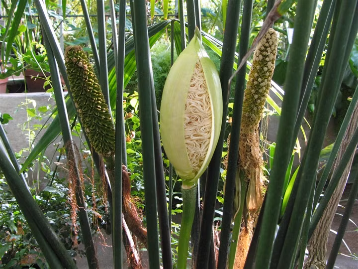 Can canh loai cay doc dao nhu duoc lai giua mi goi va bap