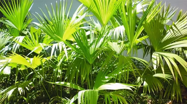 Can canh loai cay doc dao nhu duoc lai giua mi goi va bap-Hinh-3