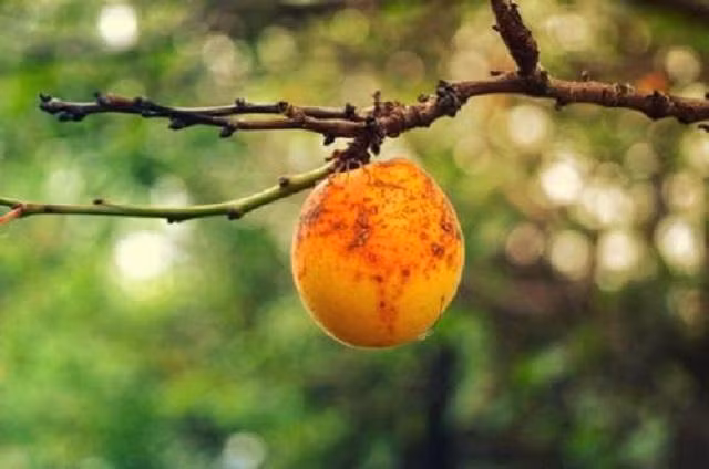 Chau A co loai qua phai heo moi hai, ban hon 700 nghin/ kg-Hinh-2