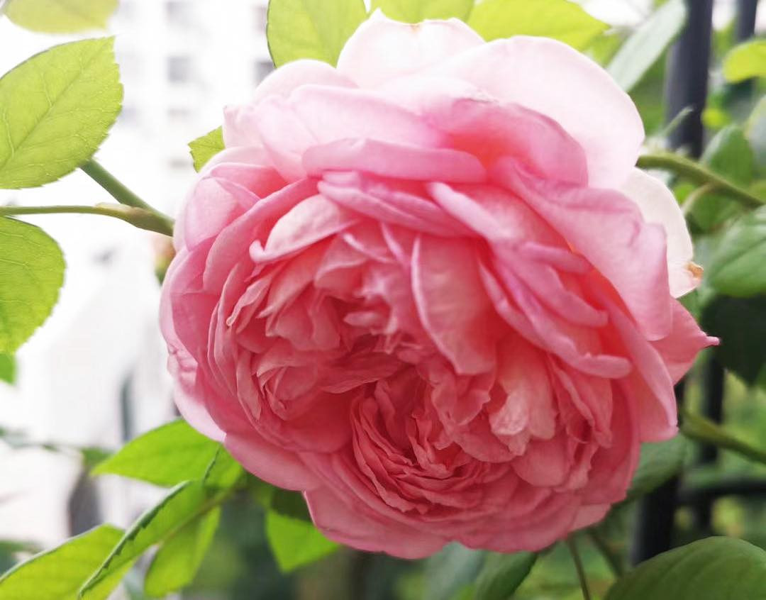 Sinh trúng ngày Âm này, chỉ cần không lười biếng sau tuổi 40 ắt giàu - Hình 2 Sinh trung ngay Am nay, chi can khong luoi bieng sau tuoi 40 at giau-Hinh-2