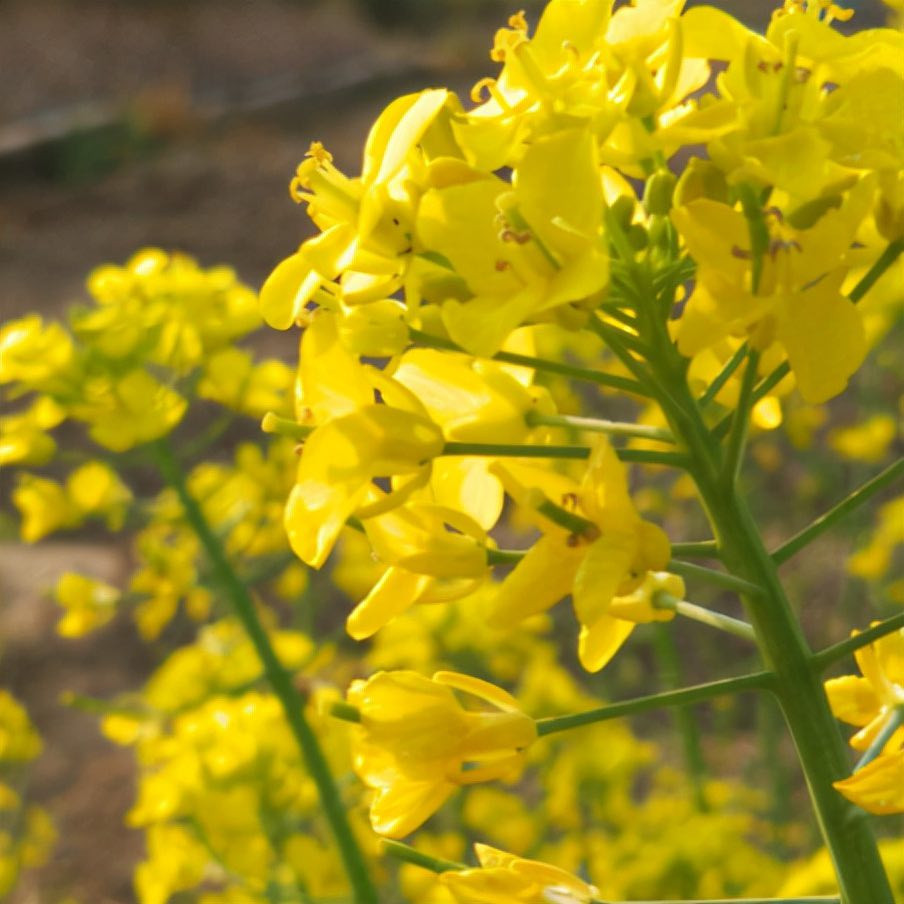 Sinh trúng ngày Âm này, chỉ cần không lười biếng sau tuổi 40 ắt giàu - Hình 3 Sinh trung ngay Am nay, chi can khong luoi bieng sau tuoi 40 at giau-Hinh-3