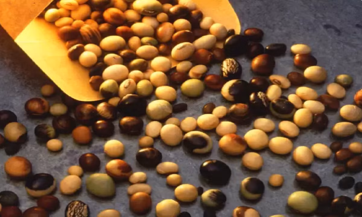 Bat mi nhung loai thuc pham giup giam tac dung phu cua vaccine COVID-19-Hinh-5