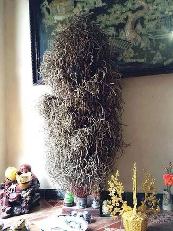 Bat huong co thu cuon vong ai nhin cung khen nhieu loc-Hinh-4