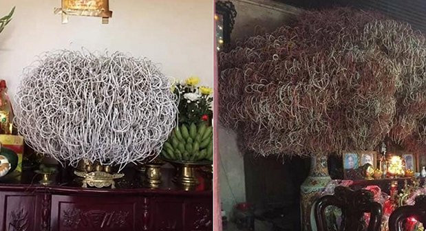 Bat huong co thu cuon vong ai nhin cung khen nhieu loc