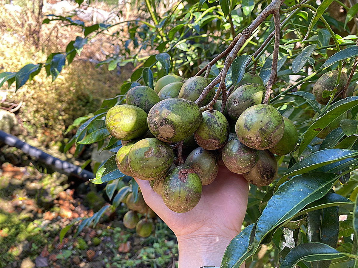 Co gai bo viec, mot minh vao Da Lat lap nghiep voi 7 trieu dong-Hinh-6