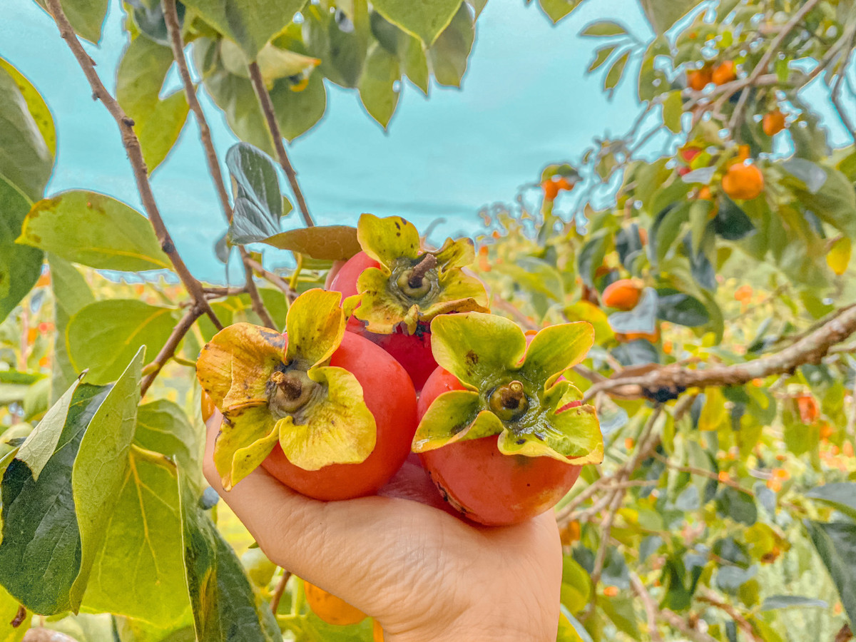 Co gai bo viec, mot minh vao Da Lat lap nghiep voi 7 trieu dong-Hinh-3