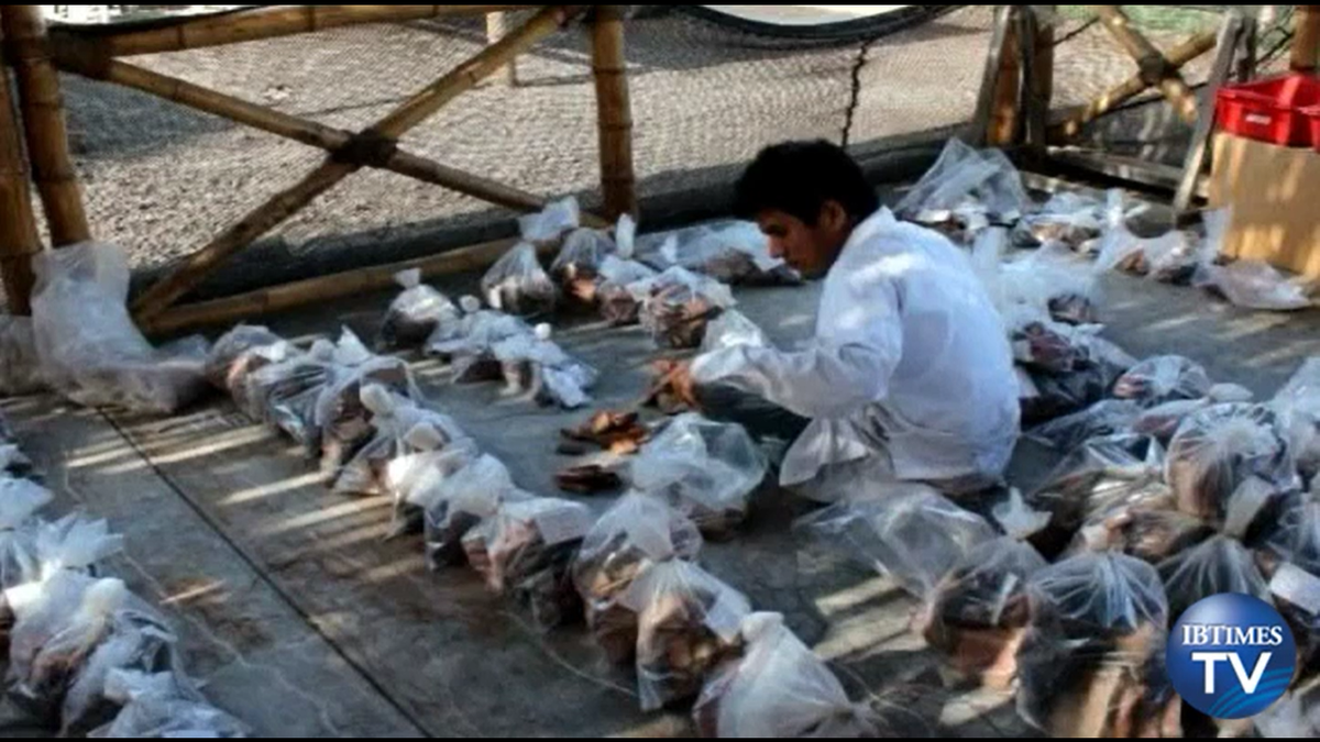 Cải tạo đất trồng, lão nông rủn người thấy 1 thứ lộ ra - Hình 5 Cai tao dat trong, lao nong run nguoi thay 1 thu lo ra-Hinh-5