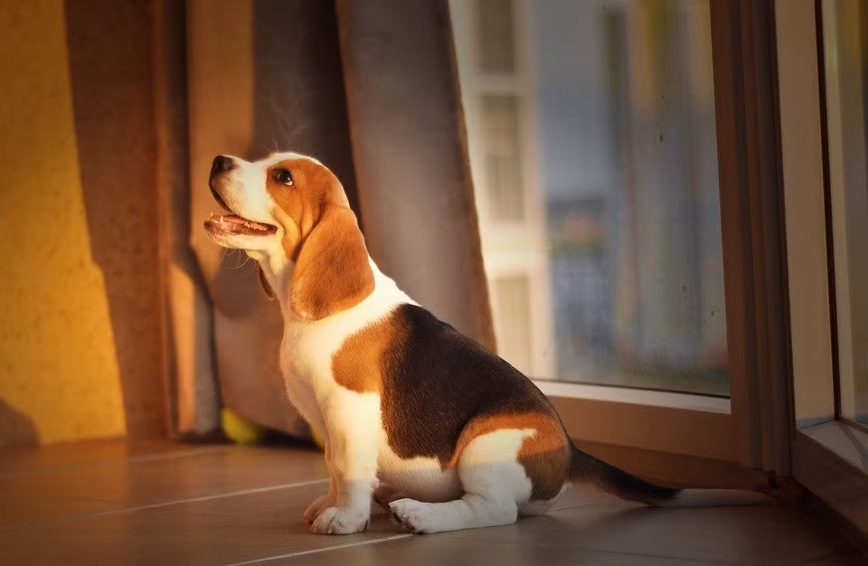 Con giáp tuổi Tuất. Người tuổi Tuất tính tình thẳng thắn, trung thực, có sao nói vậy. Họ sống chân thành với mọi người và sẵn sàng giúp đỡ nếu thấy người khác gặp khó khăn.