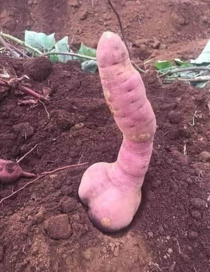 Lai 1 pha bo mit treu nguoi, chet nguong vi giong y chang 