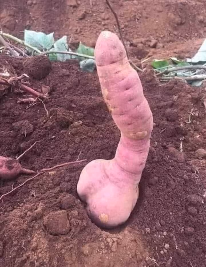 Lai 1 pha bo mit treu nguoi, chet nguong vi giong y chang 