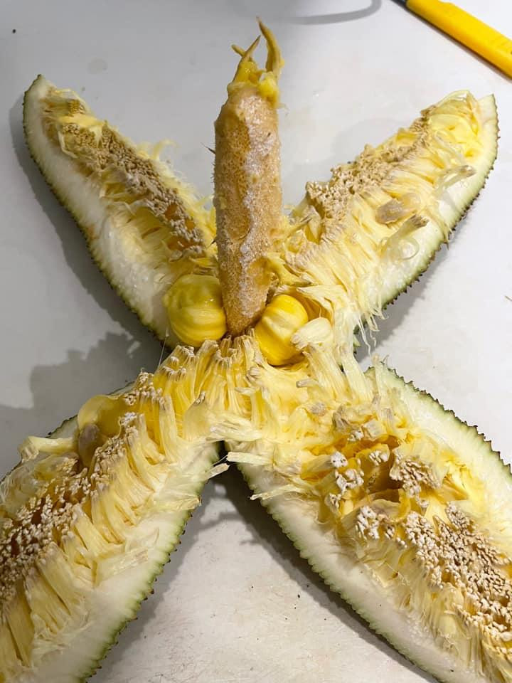 Lai 1 pha bo mit treu nguoi, chet nguong vi giong y chang 