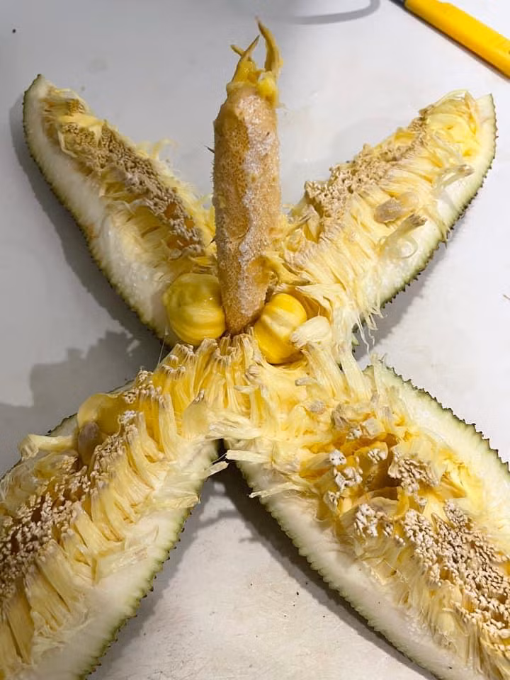 Lai 1 pha bo mit treu nguoi, chet nguong vi giong y chang 