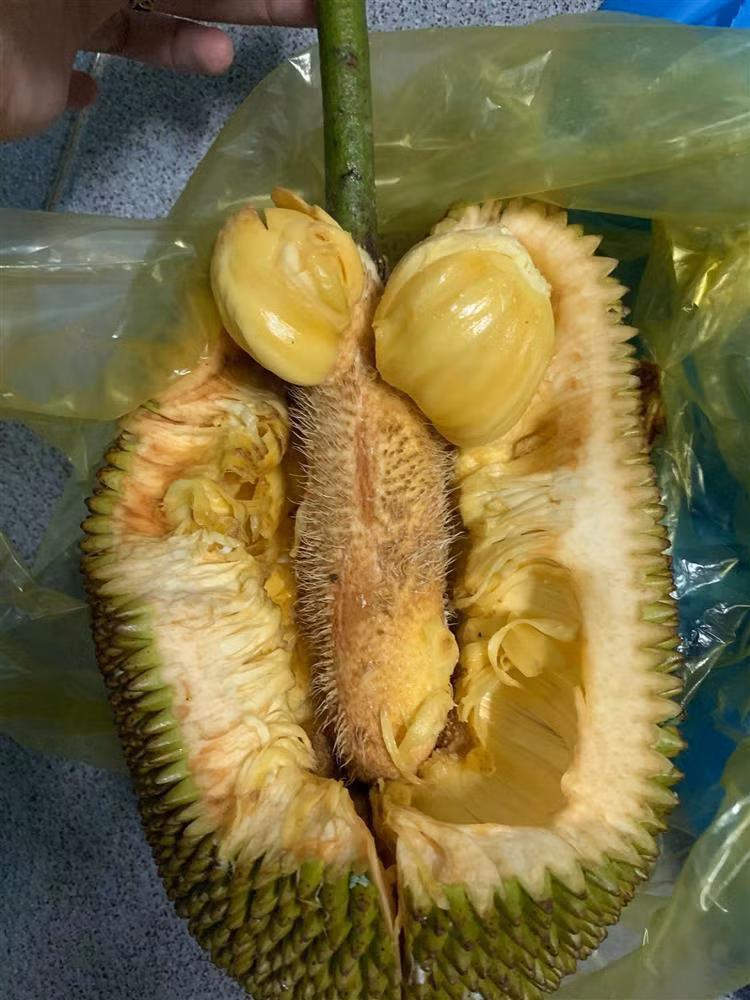 Lai 1 pha bo mit treu nguoi, chet nguong vi giong y chang 