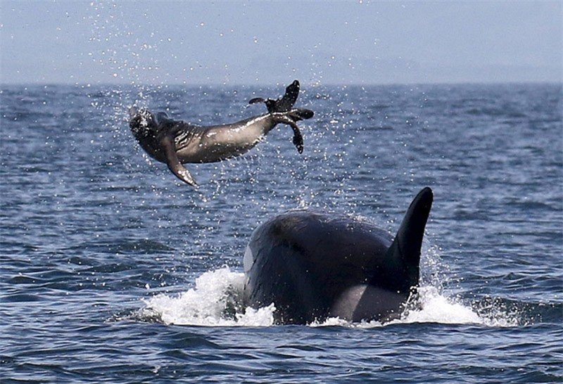Cá voi sát thủ hất tung hải cẩu lên trên không như một thứ đồ chơi tại vùng biển ngoài khơi vịnh Monterey, bang California, Mỹ.
