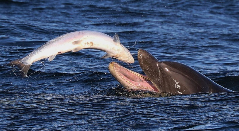 Khoảnh khắc cá heo săn cá hồi.