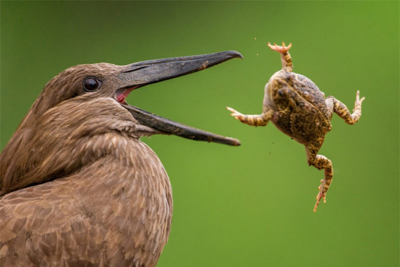 hú chim sắp "làm thịt" con cóc. 