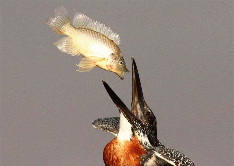 Chú cá tội nghiệp bị chim bói cá tung lên cao trước khi bị"xử tử".