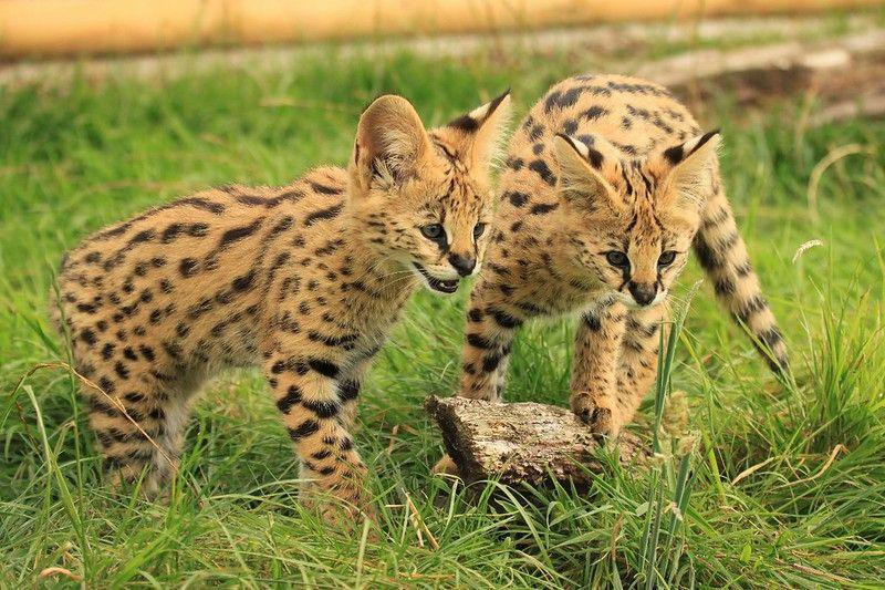 Loai meo nao chay nhanh chi sau bao cheetah?