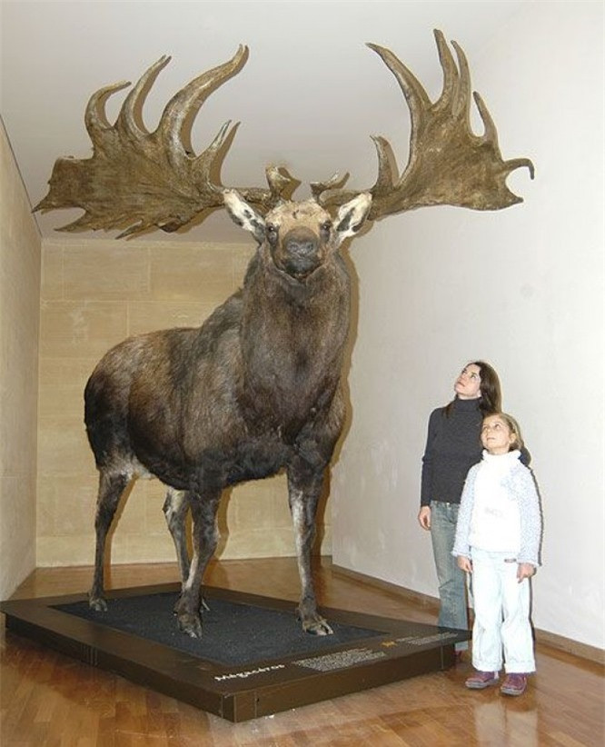 9. Hươu khổng lồ: Nai sừng tấm Ai-len, hoặc hươu khổng lồ, xuất hiện khoảng 2 triệu năm trước. Khi rừng bắt đầu lan rộng vào không gian mở, con hươu khổng lồ tuyệt chủng vì những cái gạc lớn của chúng (rộng hơn 5 mét) khiến chúng không thể di chuyển qua những cành cây dày đặc. 