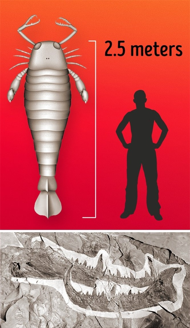 7. Merostomes: Merostomes là loài động vật chân đốt lớn nhất được con người biết đến. Chúng có thể dài tới 2,5 mét và chúng sống cách đây 248-510 triệu năm. 