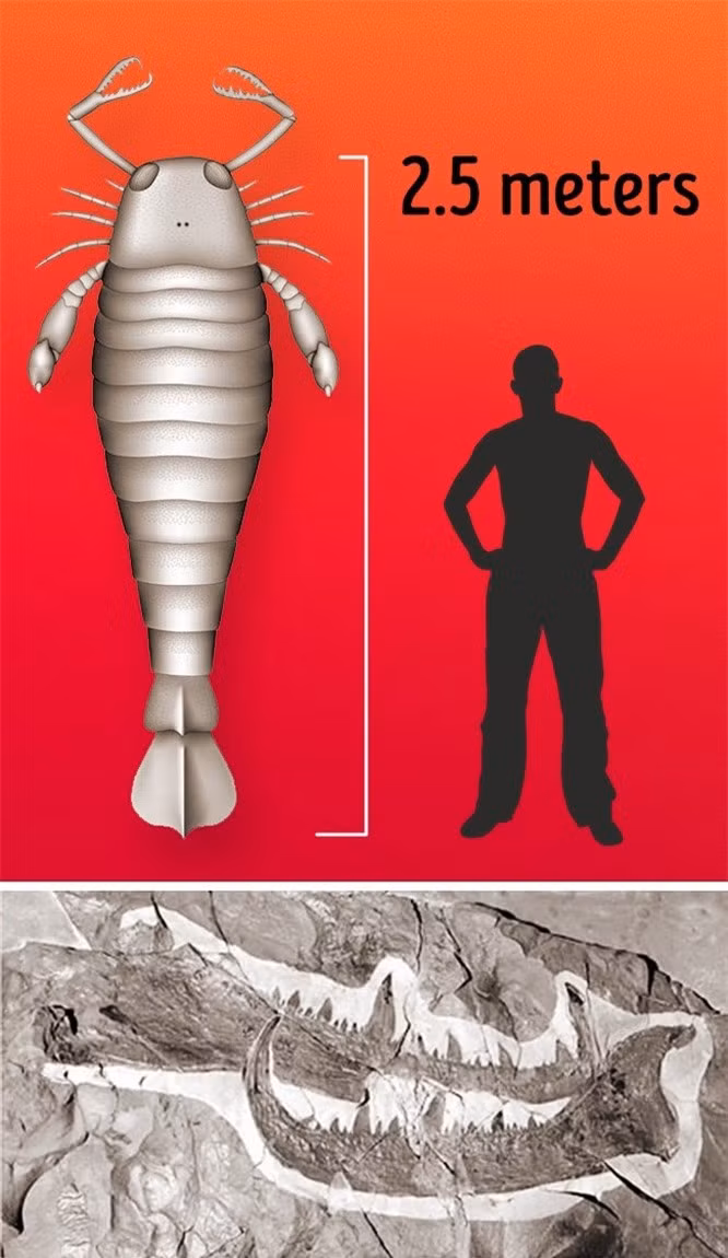 7. Merostomes: Merostomes là loài động vật chân đốt lớn nhất được con người biết đến. Chúng có thể dài tới 2,5 mét và chúng sống cách đây 248-510 triệu năm. 