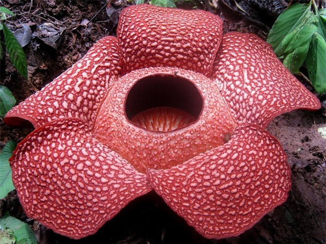 10. Hoa Rafflesia: Rafflesia là loài hoa đơn tính lớn nhất trên trái đất. Đường kính của Rafflesia lên đến 100 cm. Nó có mùi nồng nặc như mùi thịt thối rữa, vì vậy người ta còn gọi với tên khác là “Hoa xác chết”. 